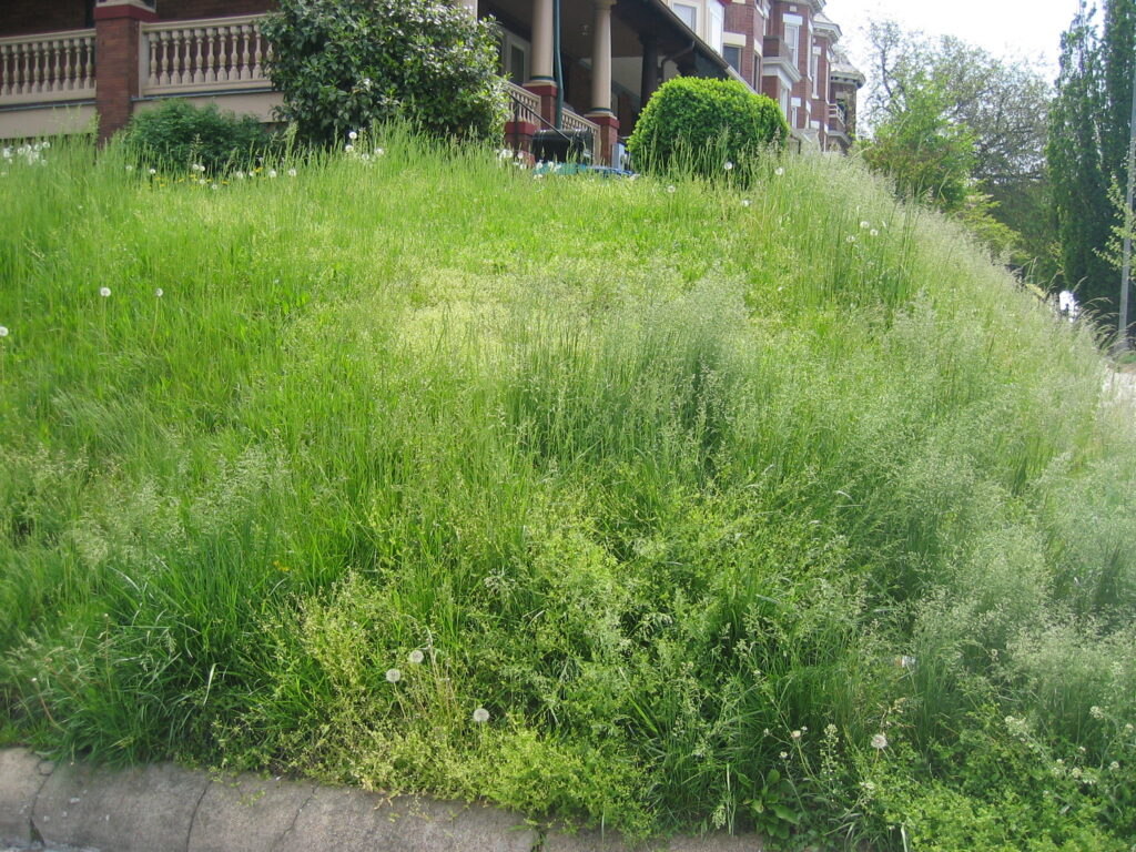 overgrown grass