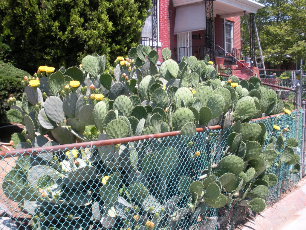 cactus popville