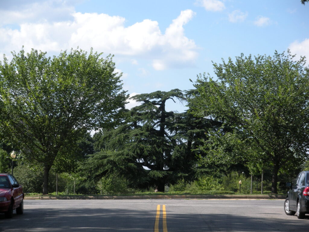 grant circle tree popville