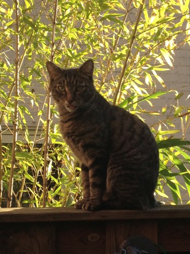 PURFECT