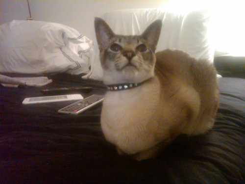 Purrsey with collar