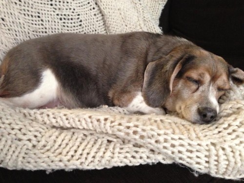 Sleepy Zoe