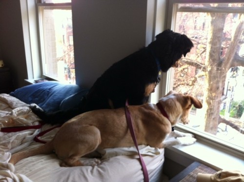 Summer & Pax Squirrel Hunting from the Window