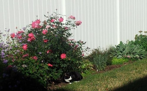 cali roses2