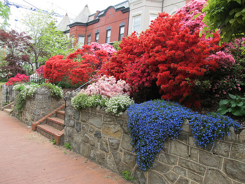 garden_azaleas_rival_arboretuem