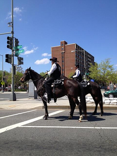 horses_on_rhode_island_ave_sat