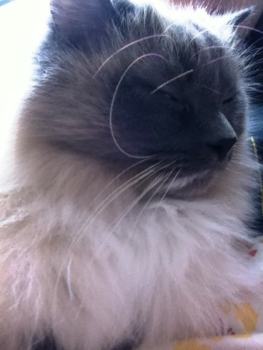 Catsby