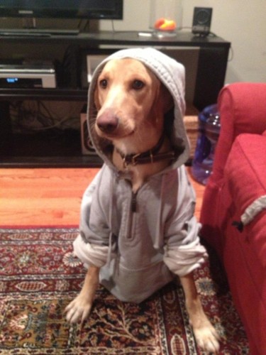 GrizzlyHoodie