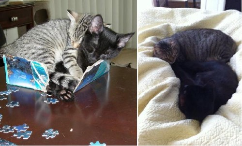Smittens