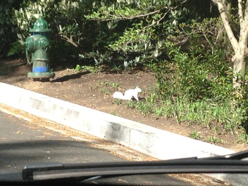 albino_squirrel