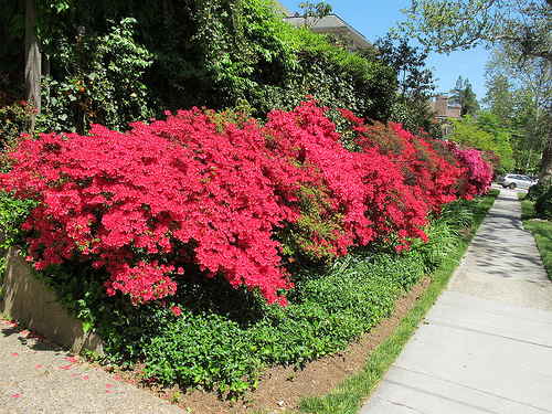 azalea_explosion_glover_park