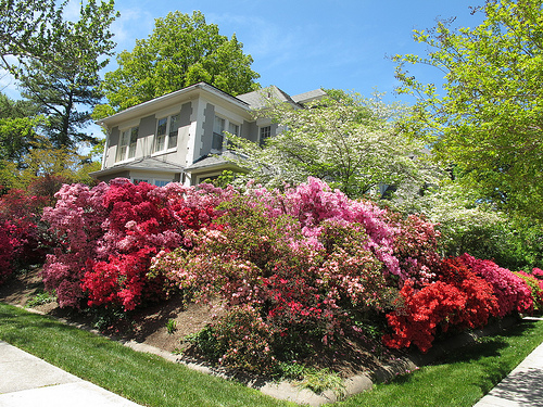 azalea_slightly_past_peak_popville