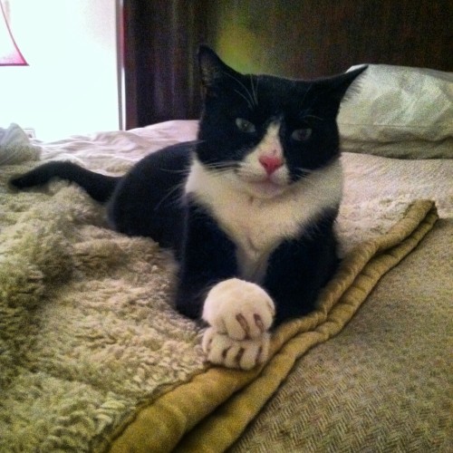 cat_crossed_paws
