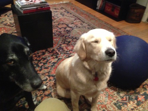 dogs