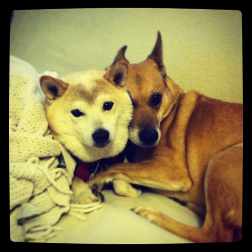 dogs
