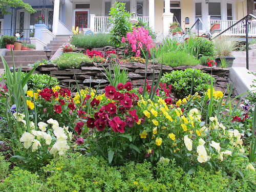 garden_popville_mt_p