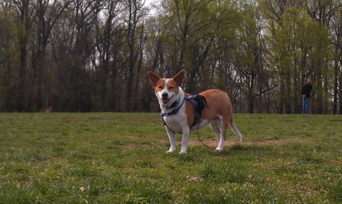 lola in the park