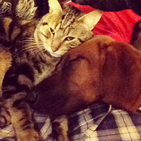 pets