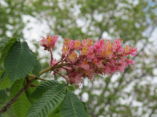 tree_flowers