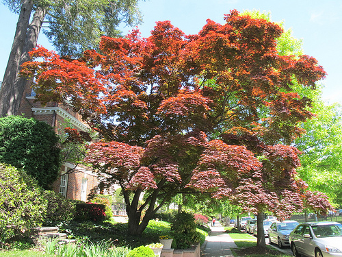tree_popville