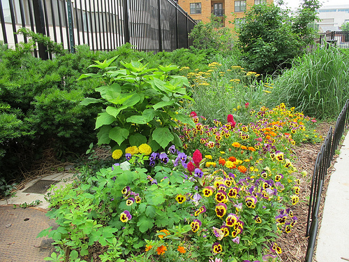 10th_st_community_park_dc_back_flowers_closeup