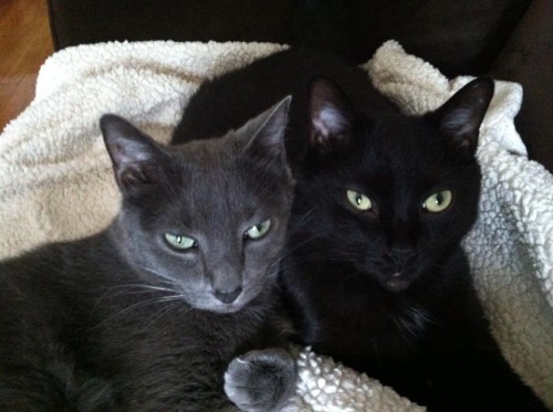 Auggie and Moonie