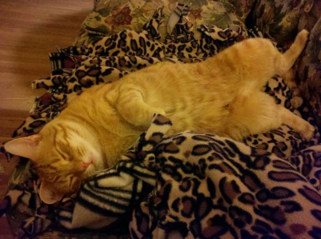 Oscar on the couch