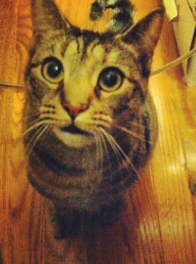 Tootsie