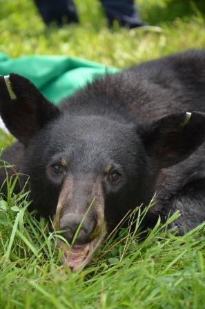 WHS Bear Rescue Photos - Courtesy of the Washington Humane Society (1)