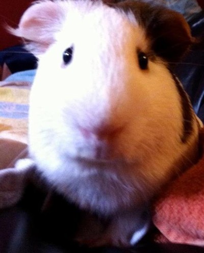 Wiggles