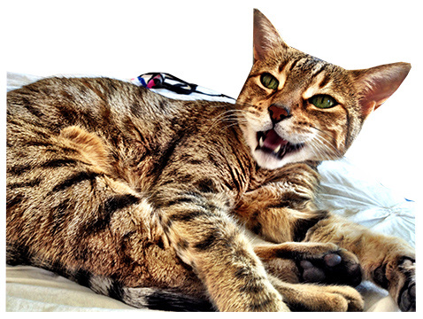 Zoozoo_cat