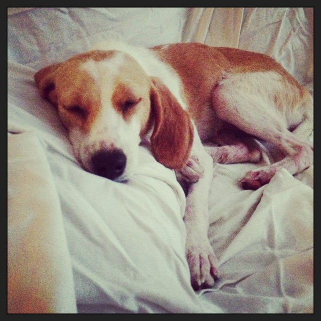 bettina