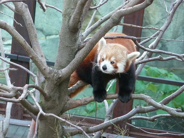 caption_contest_popville_red_panda