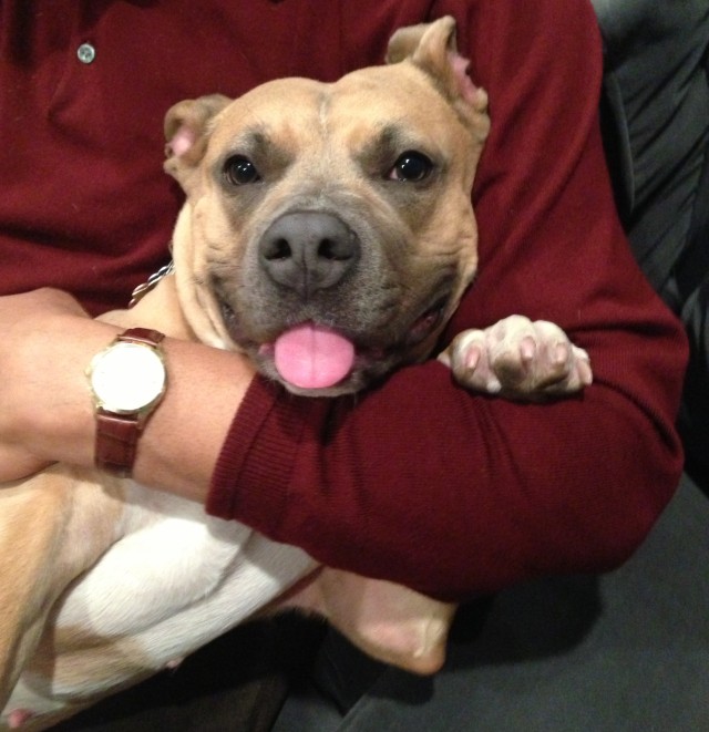 duchess_dog
