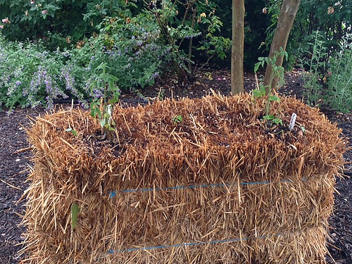 hay_bale_garden_tomatoes
