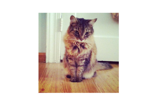 kitty