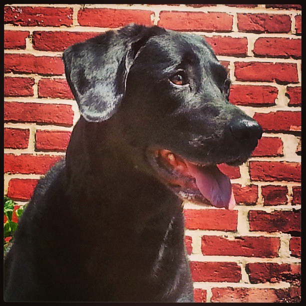orbit with brick wall