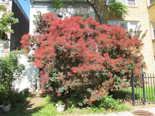 tree_capitol_hill_popville