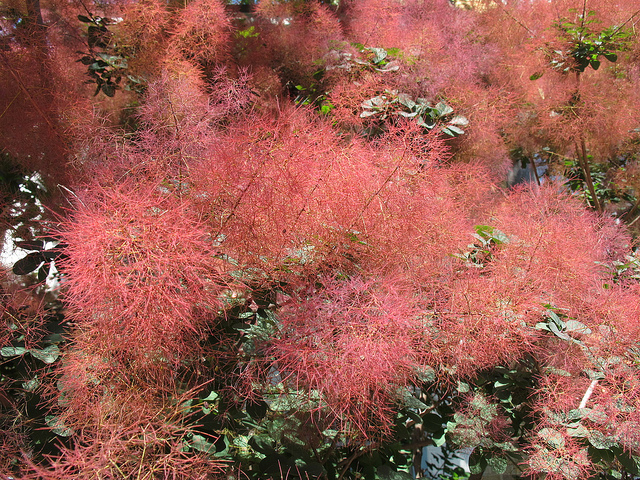 tree_closeup