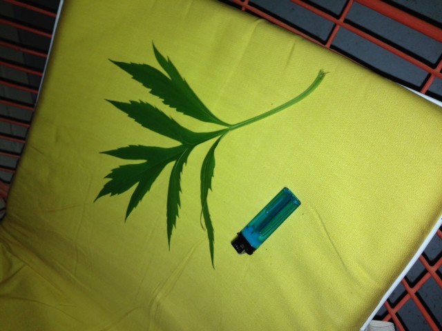 weed_or_plant