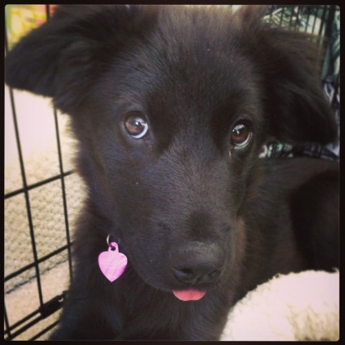 zadie