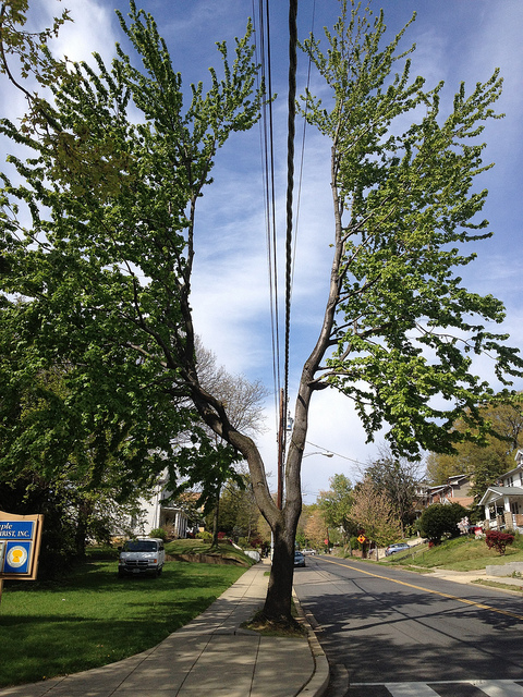 From the Forum – Neighbor’s Tree coming into our backyard over wires ...