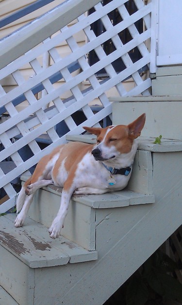 lola naps on stairs