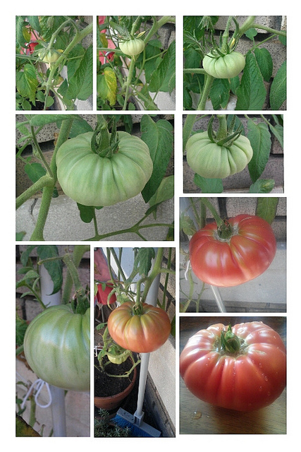 tomato_contest_popville
