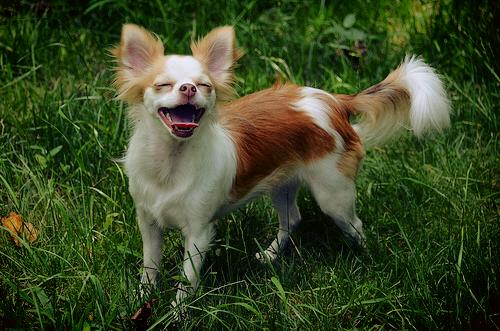 Keep Calm and Bark On_nophotoshop
