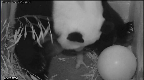 baby_panda_cub_dc