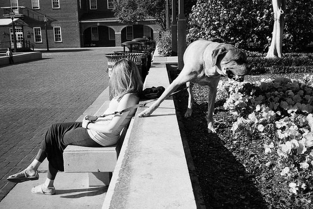 caption_contest_popville