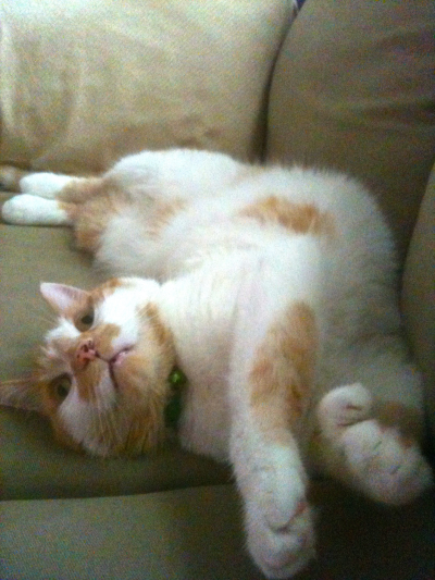 carrotcat_petworth