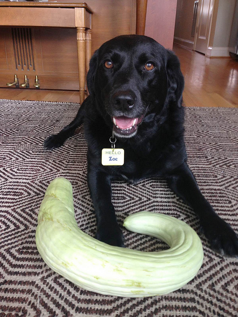 cucumber_contest_popville