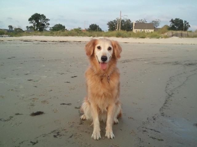 haleyonbeach